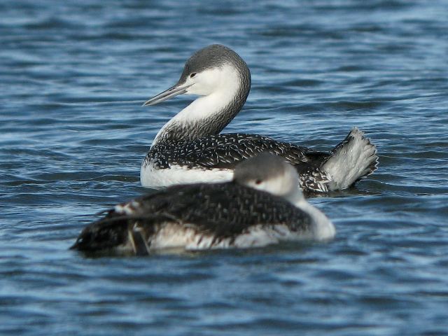 Red-throated Loons